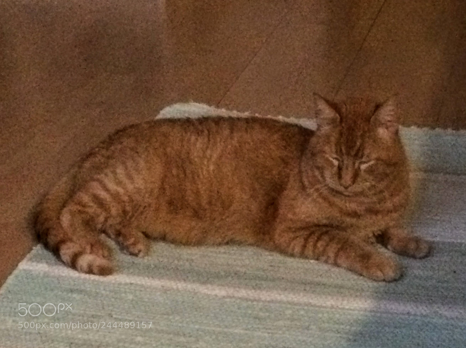 Apple iPhone 5s sample photo. Napping photography