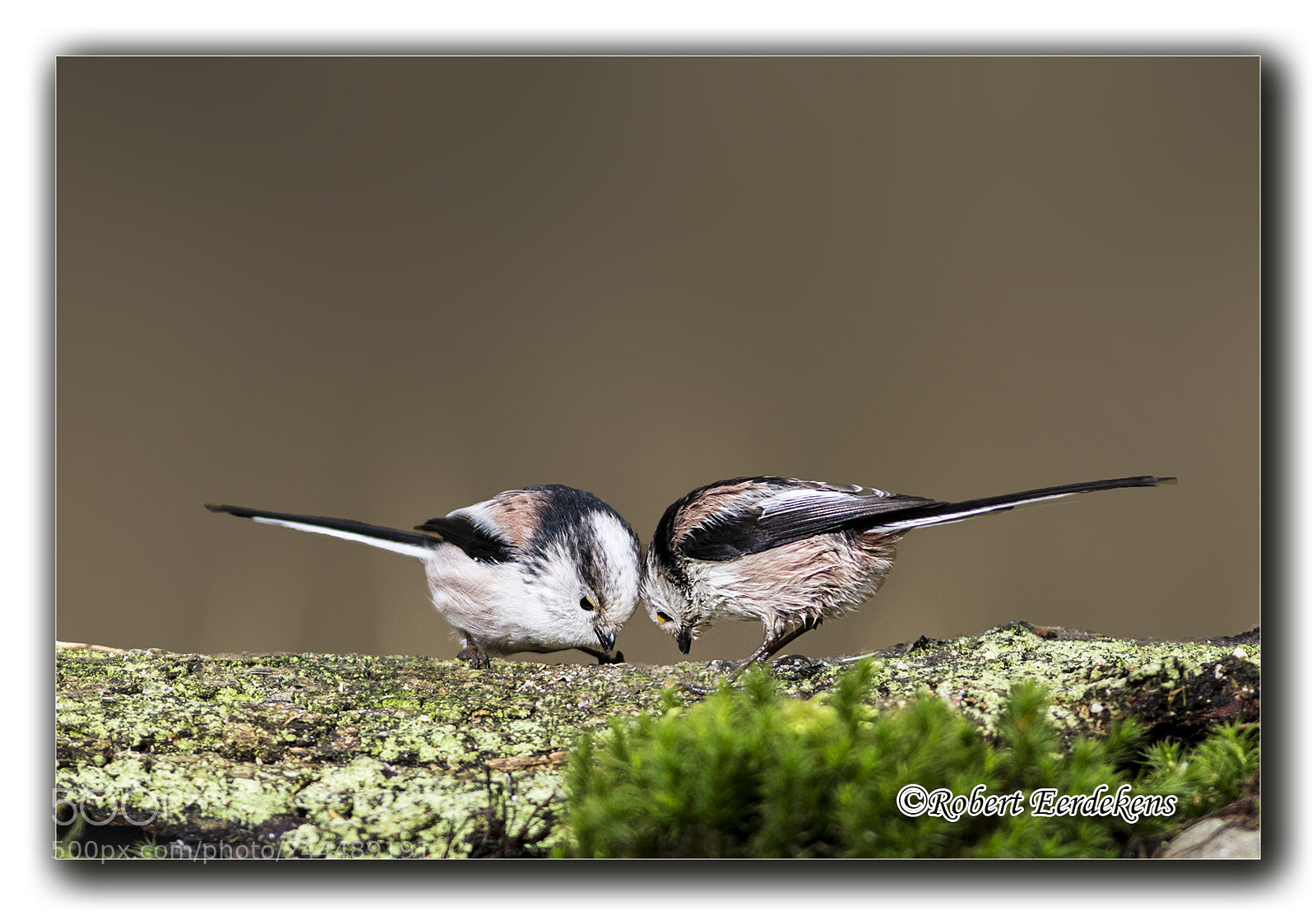 Nikon D7100 sample photo. Long tailed tit photography