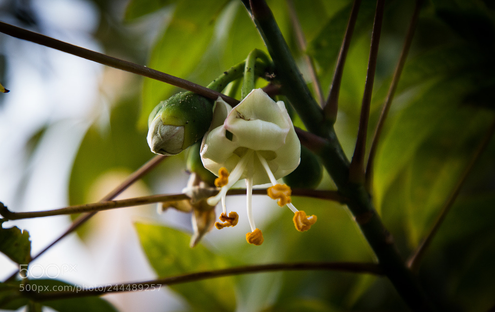 Canon EOS 60D sample photo. Nature photography