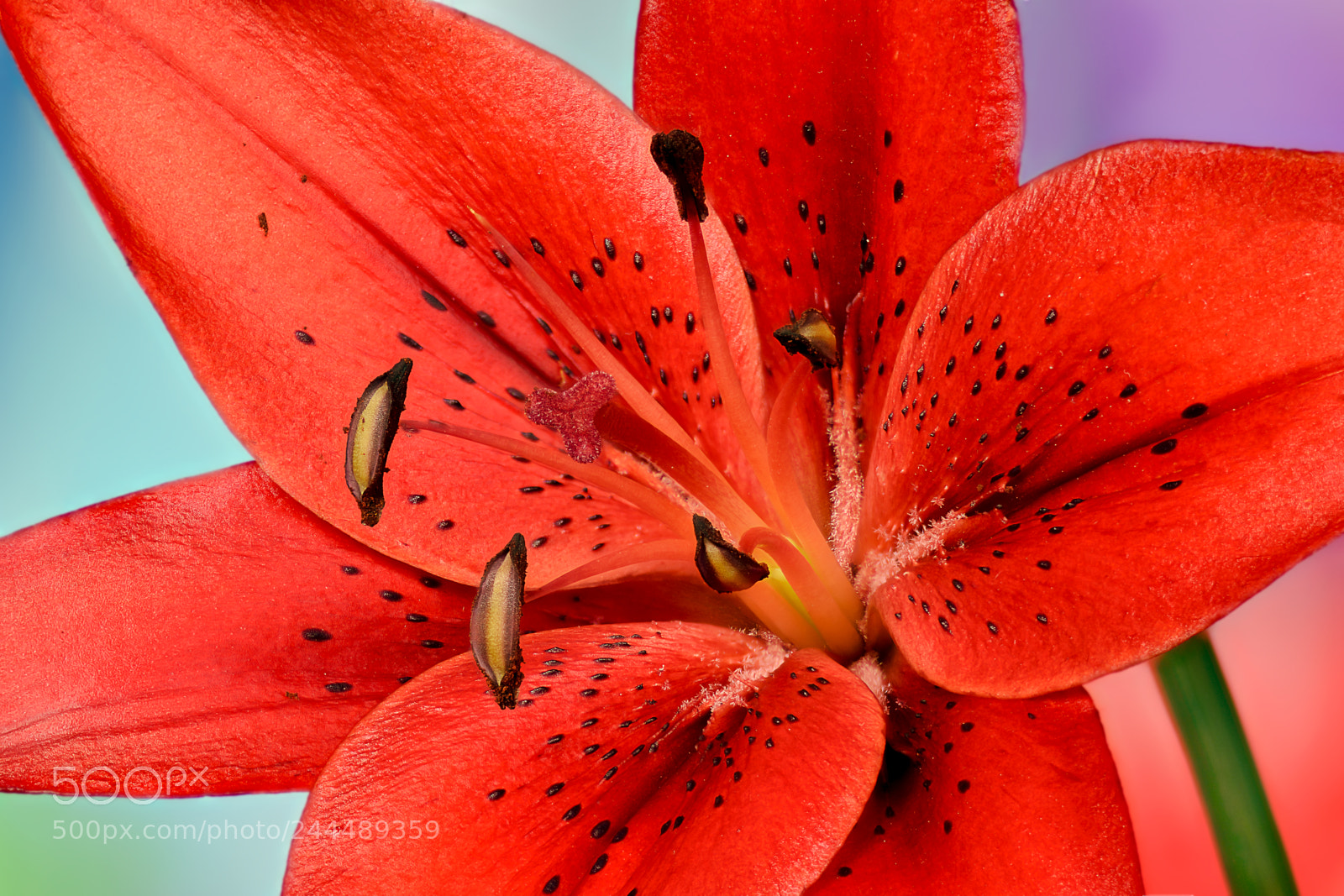 Nikon D5500 sample photo. Lily, homage photography