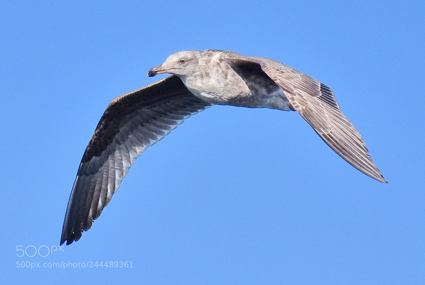Nikon D7200 sample photo. Seagull flying across marina photography