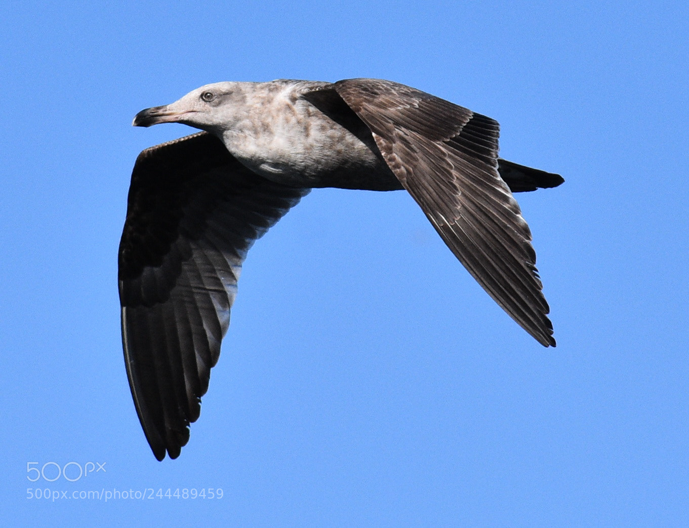 Nikon D7200 sample photo. Seagull flying across the photography