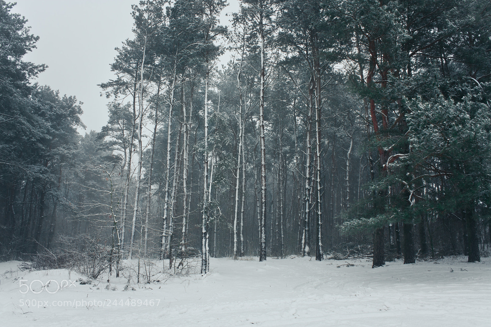 Canon EOS 40D sample photo. Winter photography