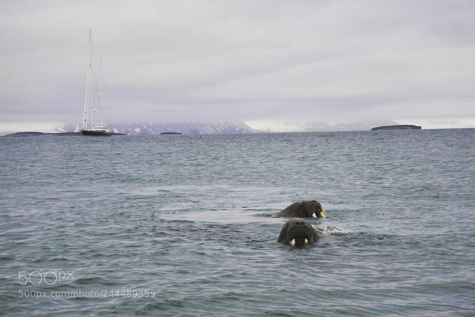 Nikon 1 J5 sample photo. Walruses in svalbard photography