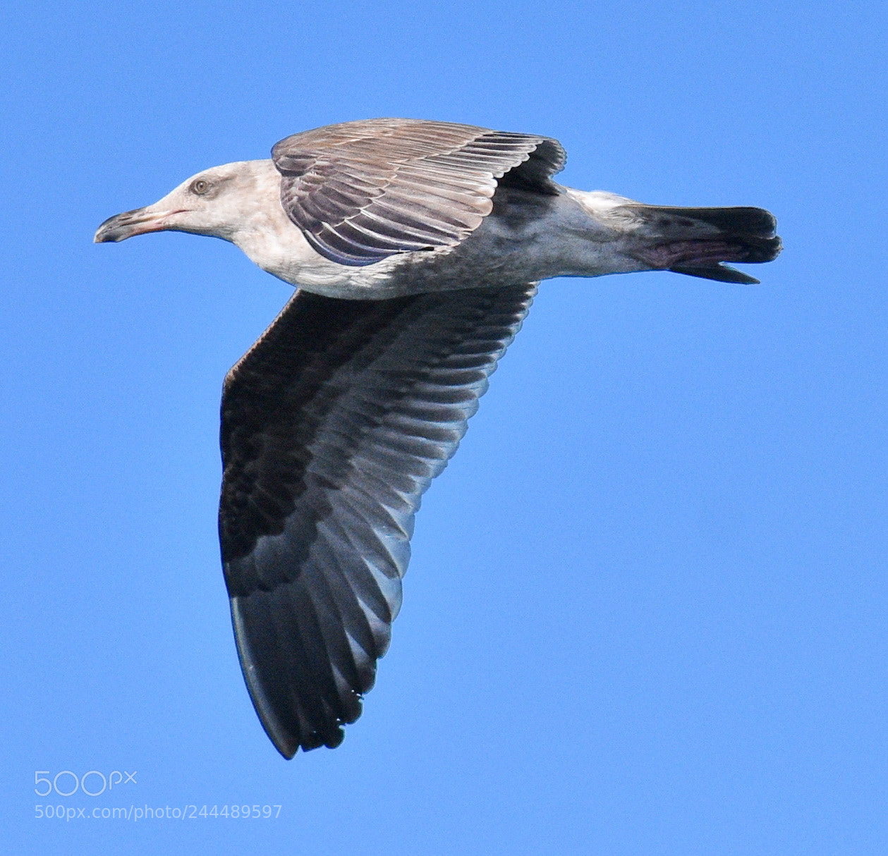 Nikon D7200 sample photo. Seagull flying across the photography