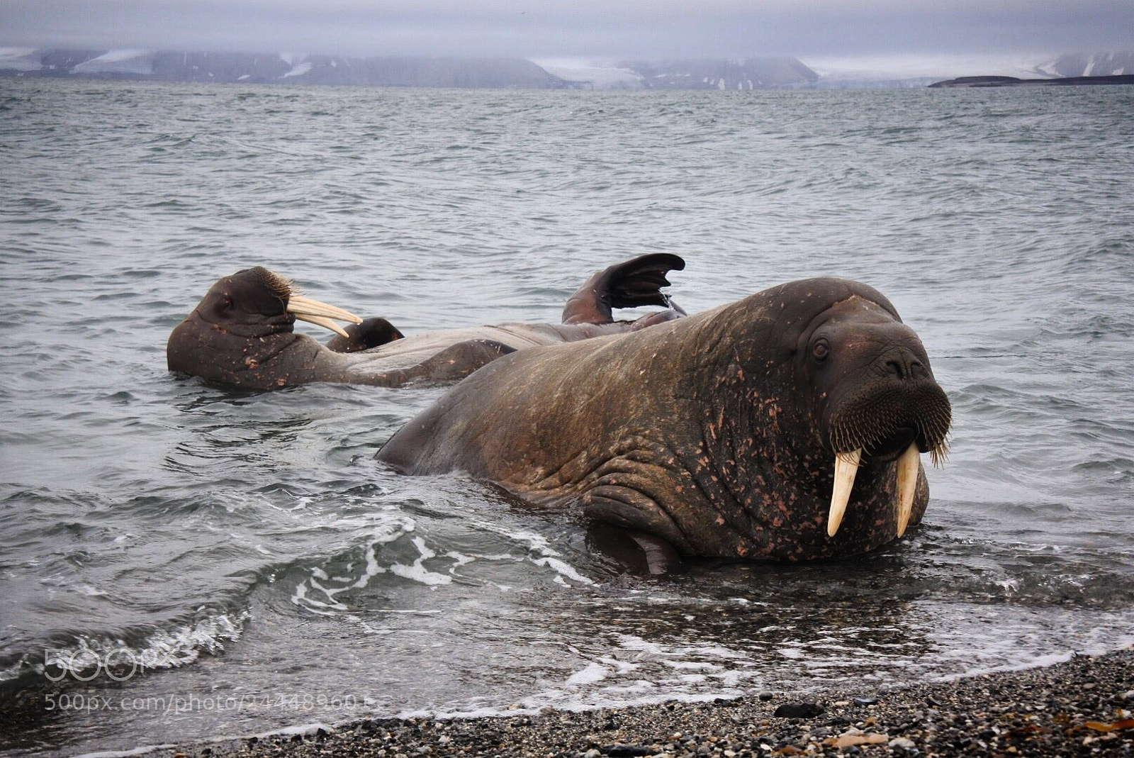 Nikon 1 J5 sample photo. Walruses in svalbard photography