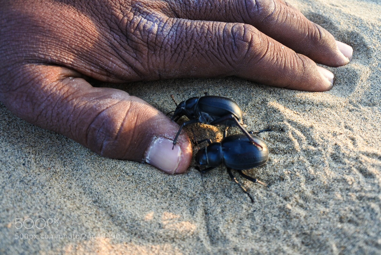 Nikon 1 J5 sample photo. Beetle still in the photography