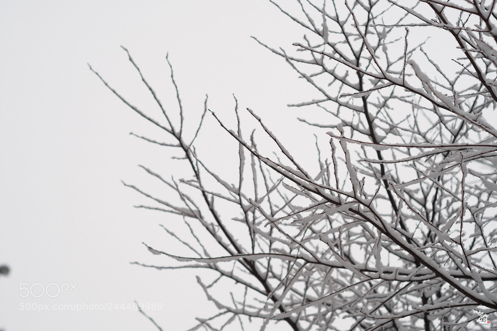 Fujifilm X-T2 sample photo. Snowy day of branches photography