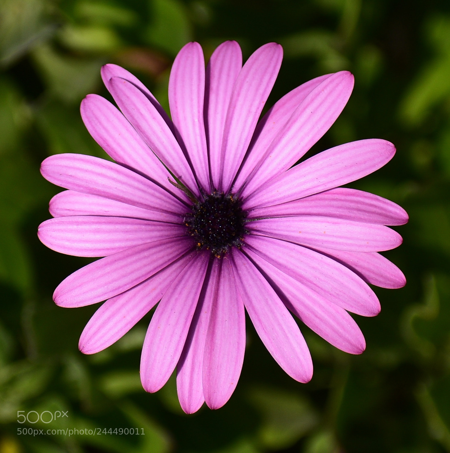 Nikon D7200 sample photo. Purple daisy photography