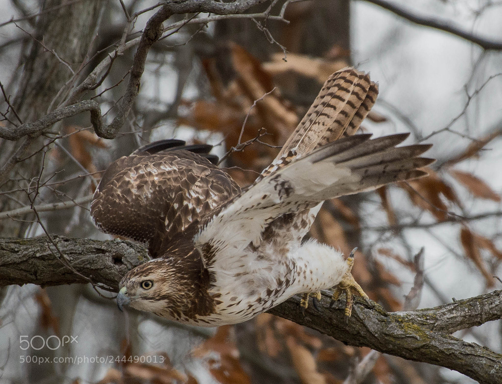 Nikon D4 sample photo. Red tail hawk in photography