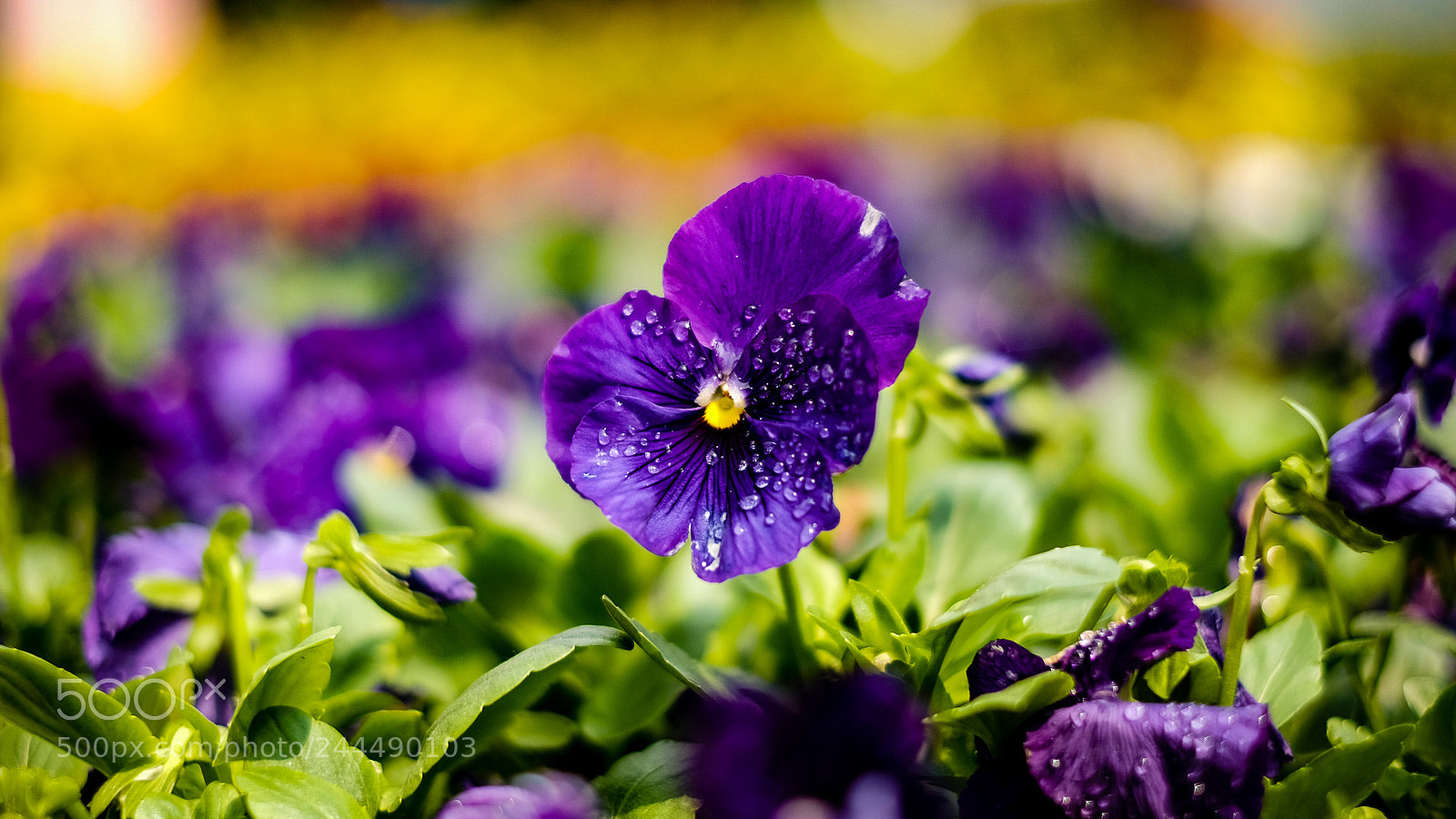 Fujifilm X-T1 sample photo. Hong kong flower show photography