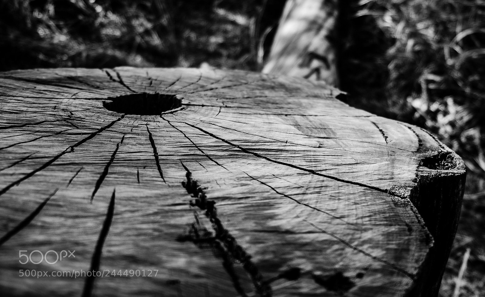 Fujifilm X-T1 sample photo. Tree rings photography