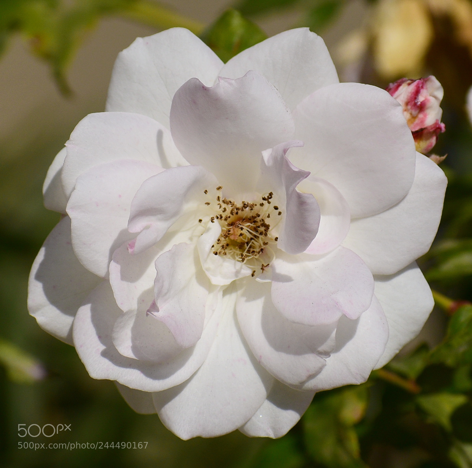 Nikon D7200 sample photo. White carnation flower photography