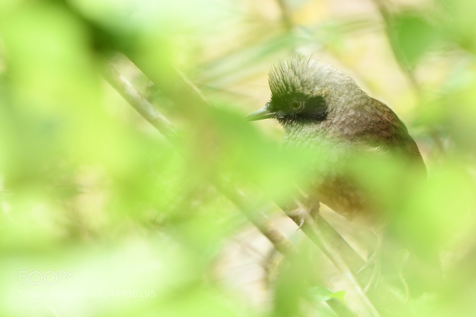Nikon D500 sample photo. Bird photography