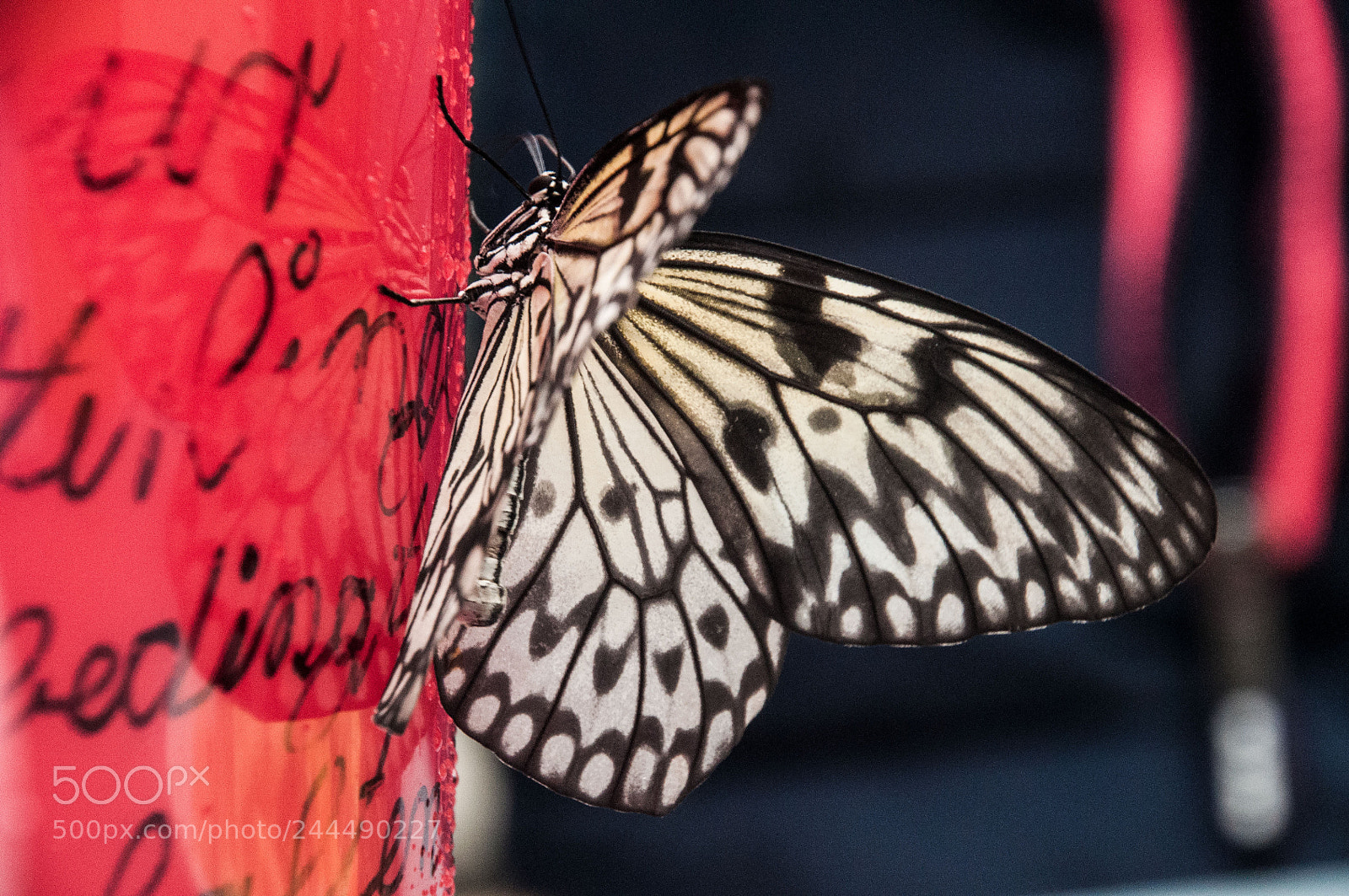Nikon D5000 sample photo. Papilio lowi photography