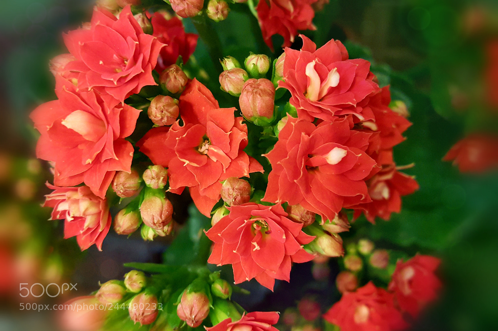 Samsung Galaxy Note4 sample photo. 239 photography