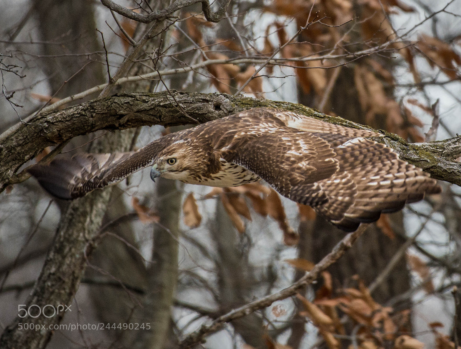 Nikon D4 sample photo. Red tail in flight! photography