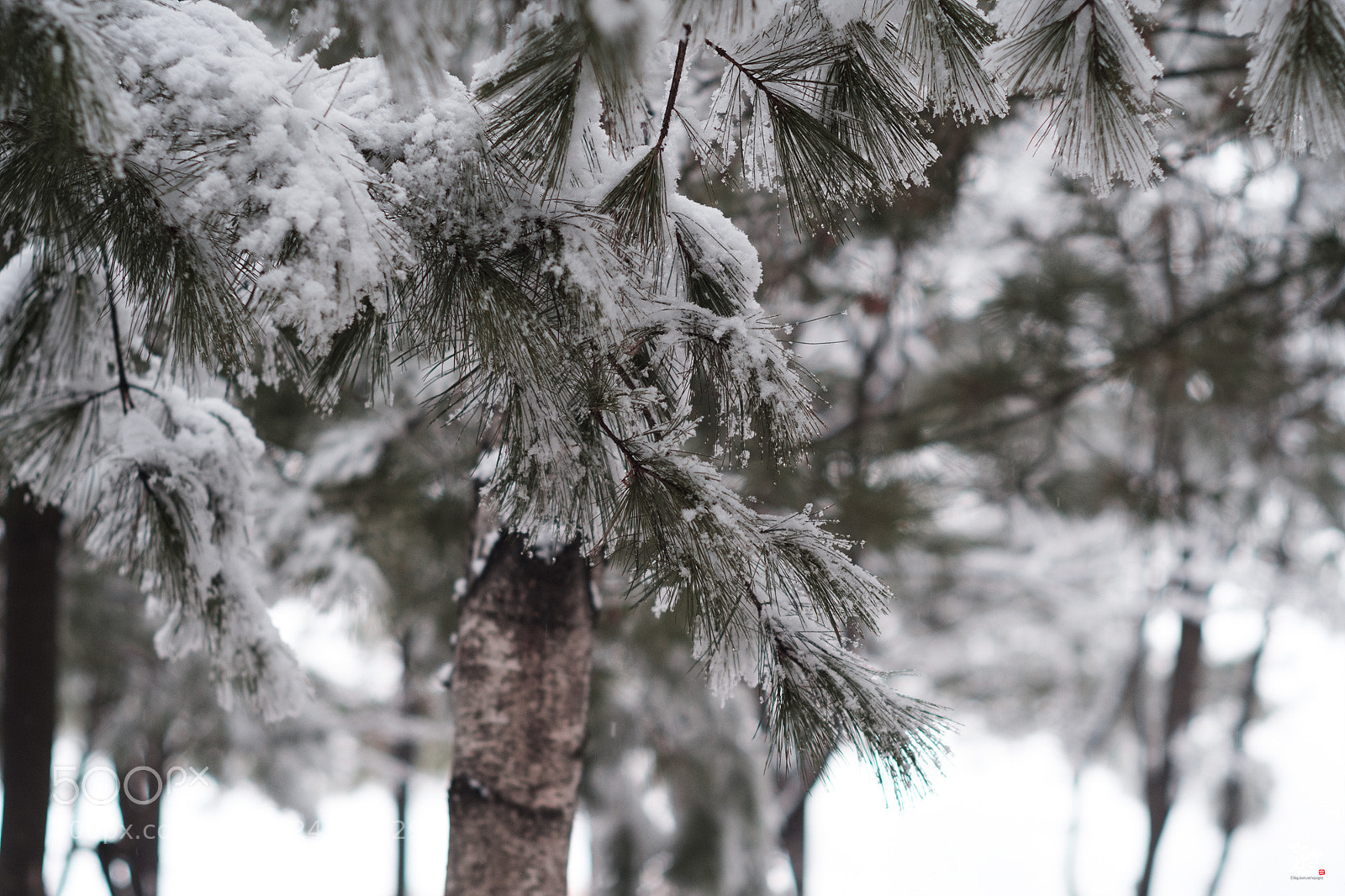 Fujifilm X-T2 sample photo. Snow and pine needle photography