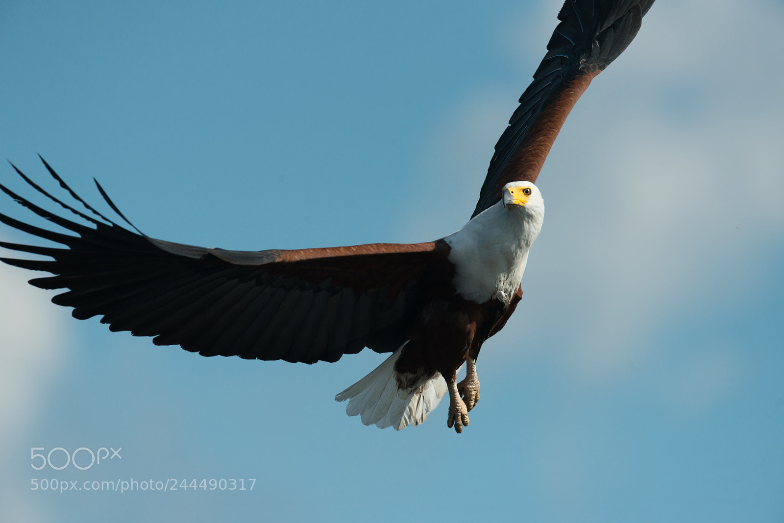 Nikon D800 sample photo. White bald eagle photography
