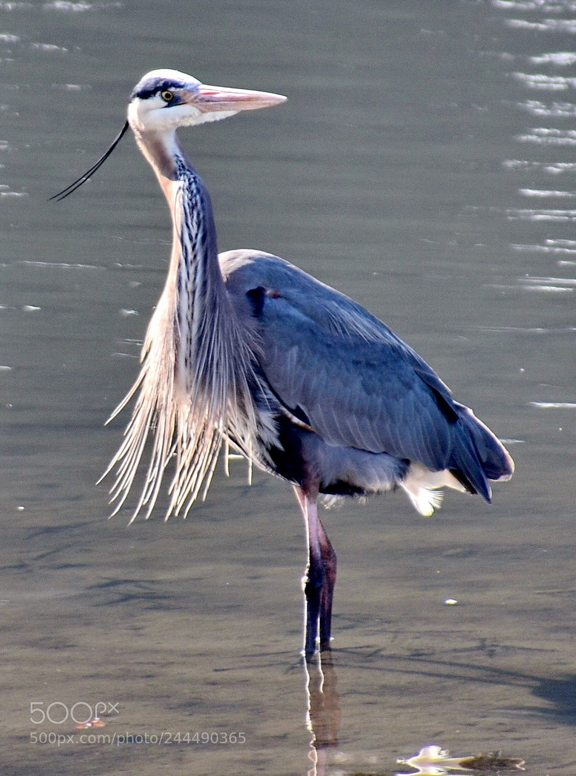 Nikon D7200 sample photo. Blue heron looking at photography