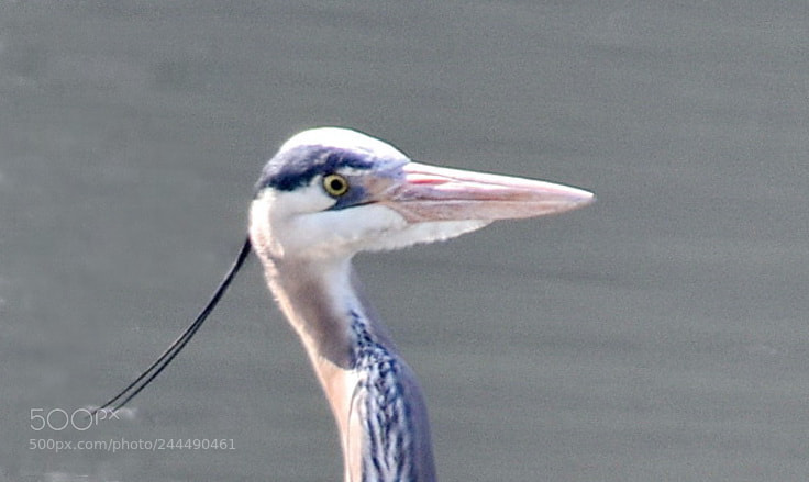 Nikon D7200 sample photo. Blue heron portrait photography