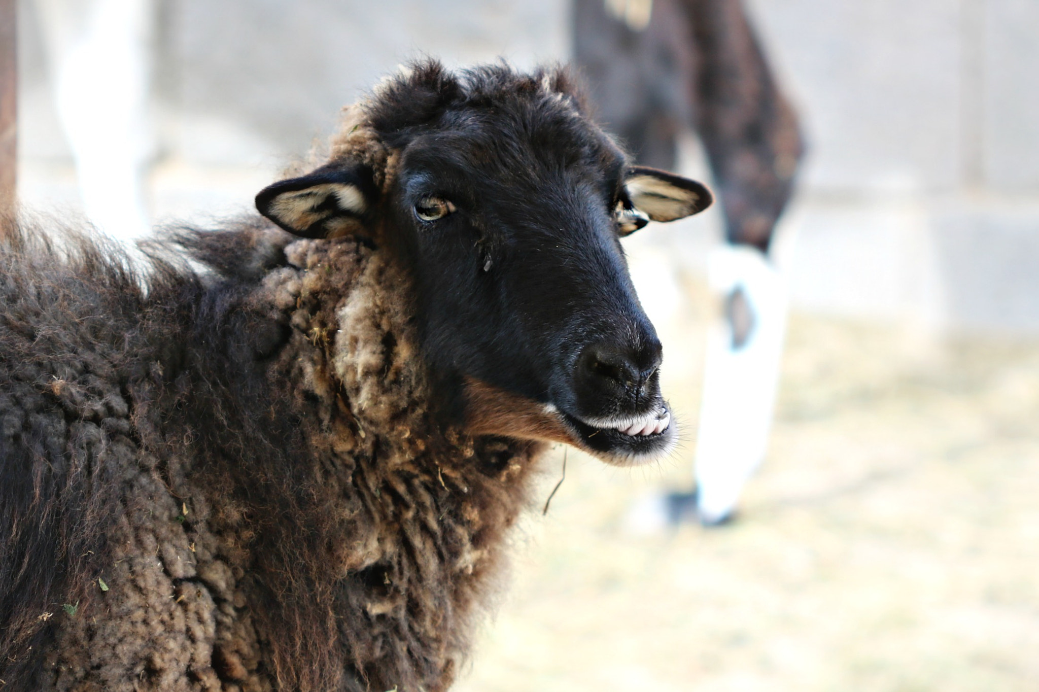 Canon EF 100mm F2.8 Macro USM sample photo. Sheepy smile photography