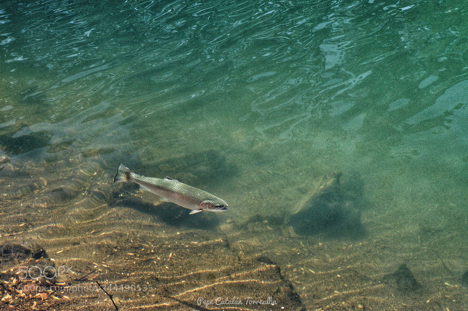 Sony Alpha a3000 sample photo. Trout in the lagoon photography