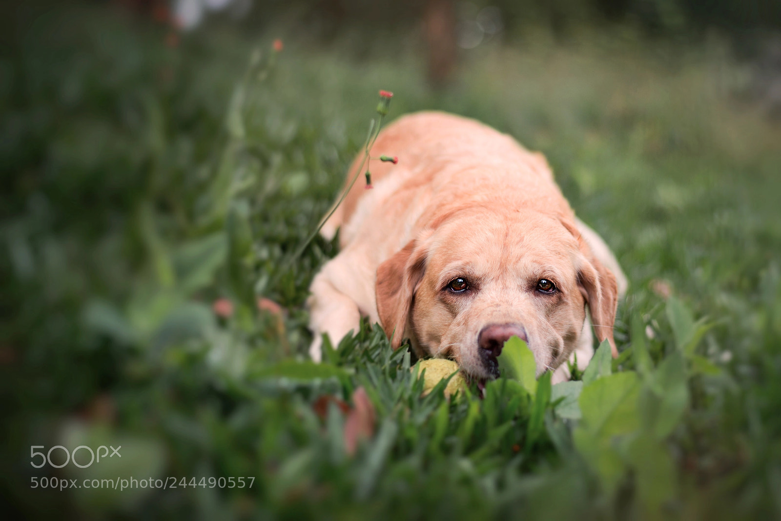 Nikon D610 sample photo. Let's go play! photography