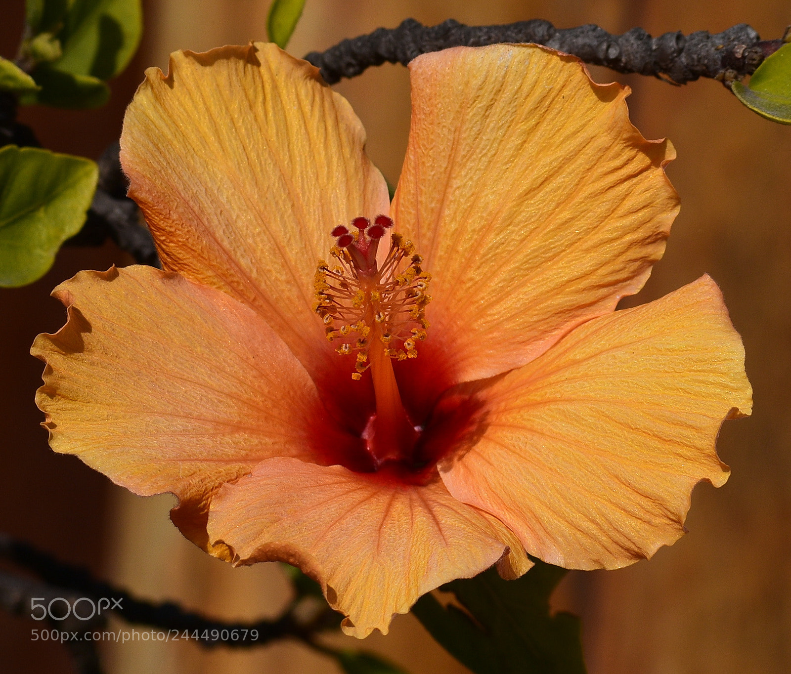 Nikon D7200 sample photo. A lovely gold hibiscus photography
