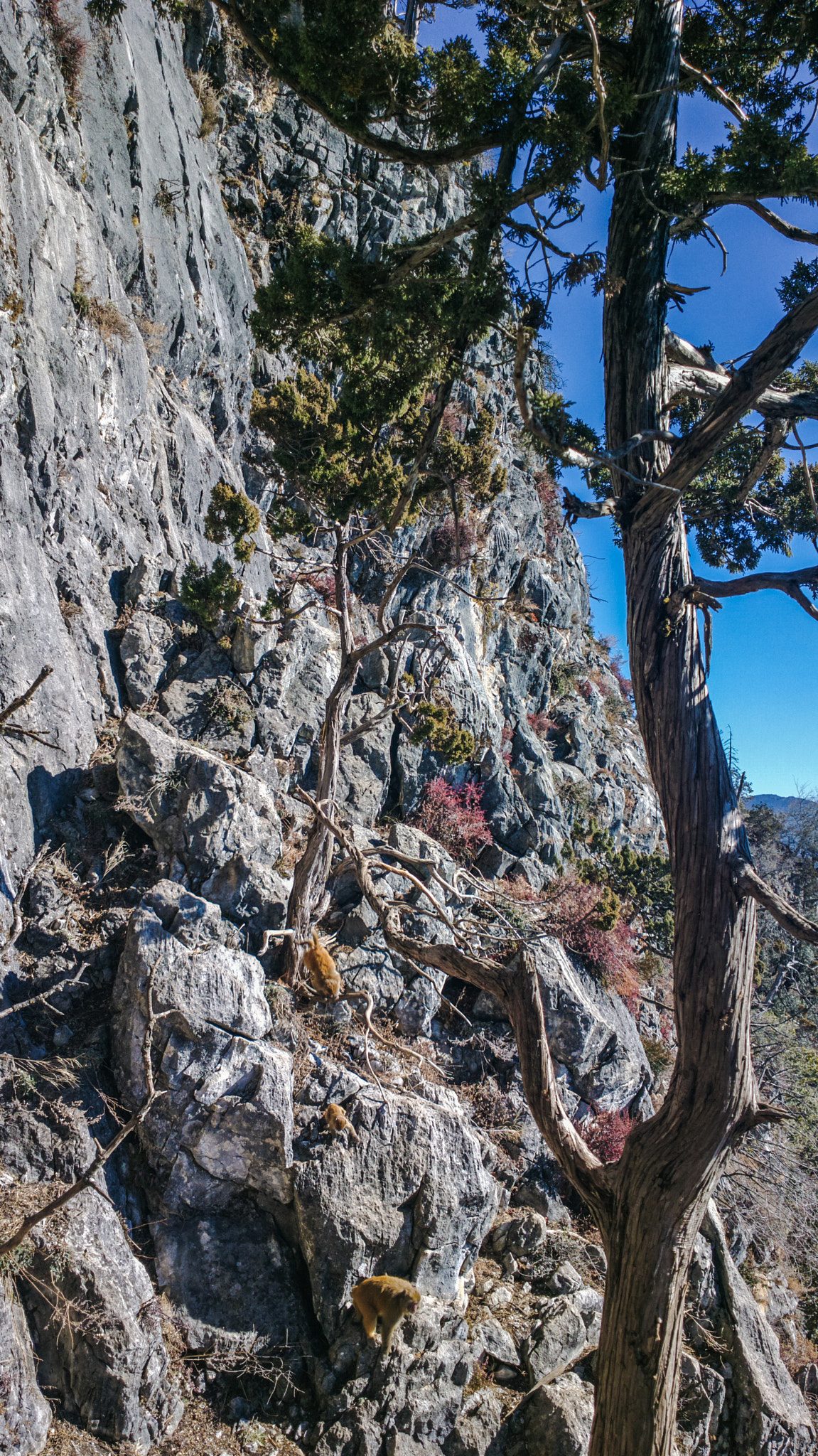 Nokia 808 PureView sample photo. Cliffside macaques photography