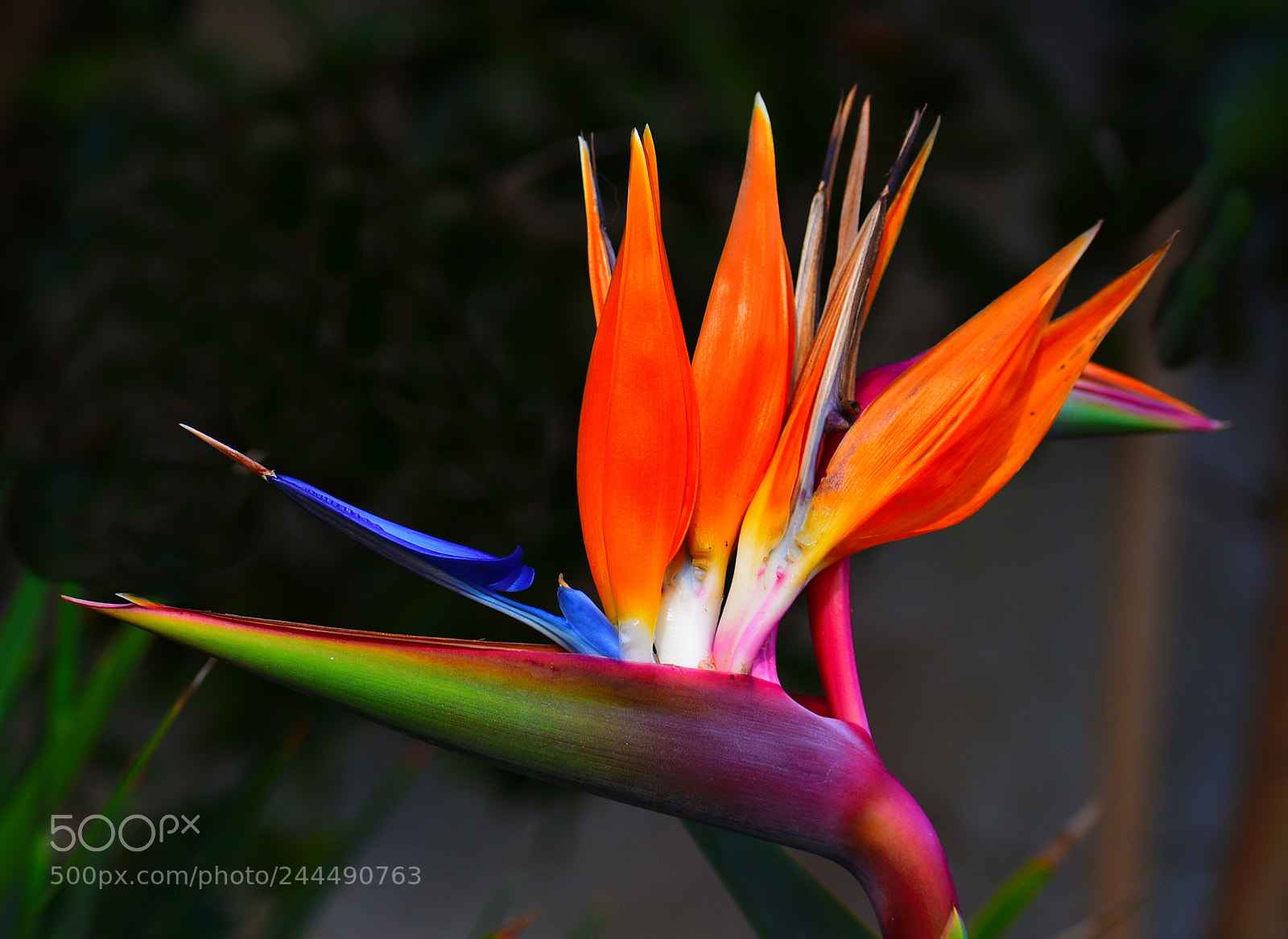 Nikon D7200 sample photo. A bird of paradise photography