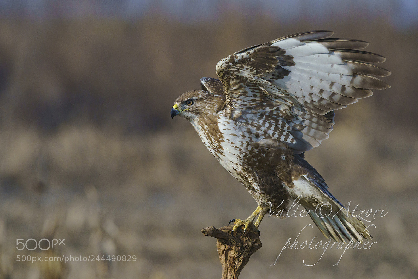 Sony a9 sample photo. Buzzard photography