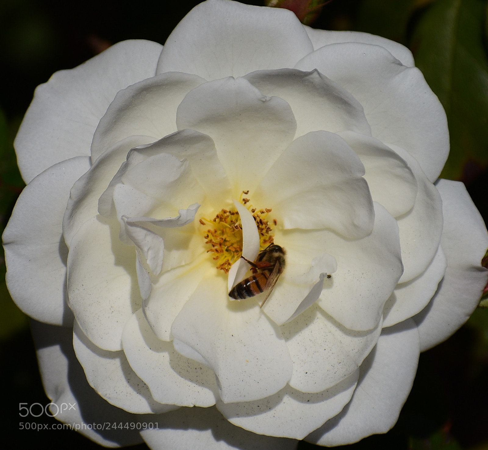 Nikon D7200 sample photo. Bee enjoying a white photography