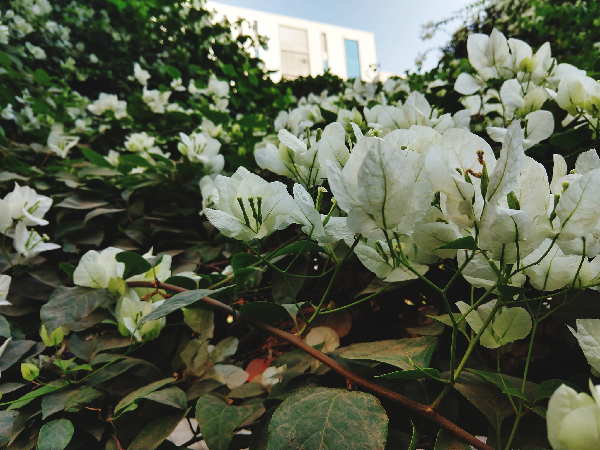 Motorola moto x4 sample photo. White photography
