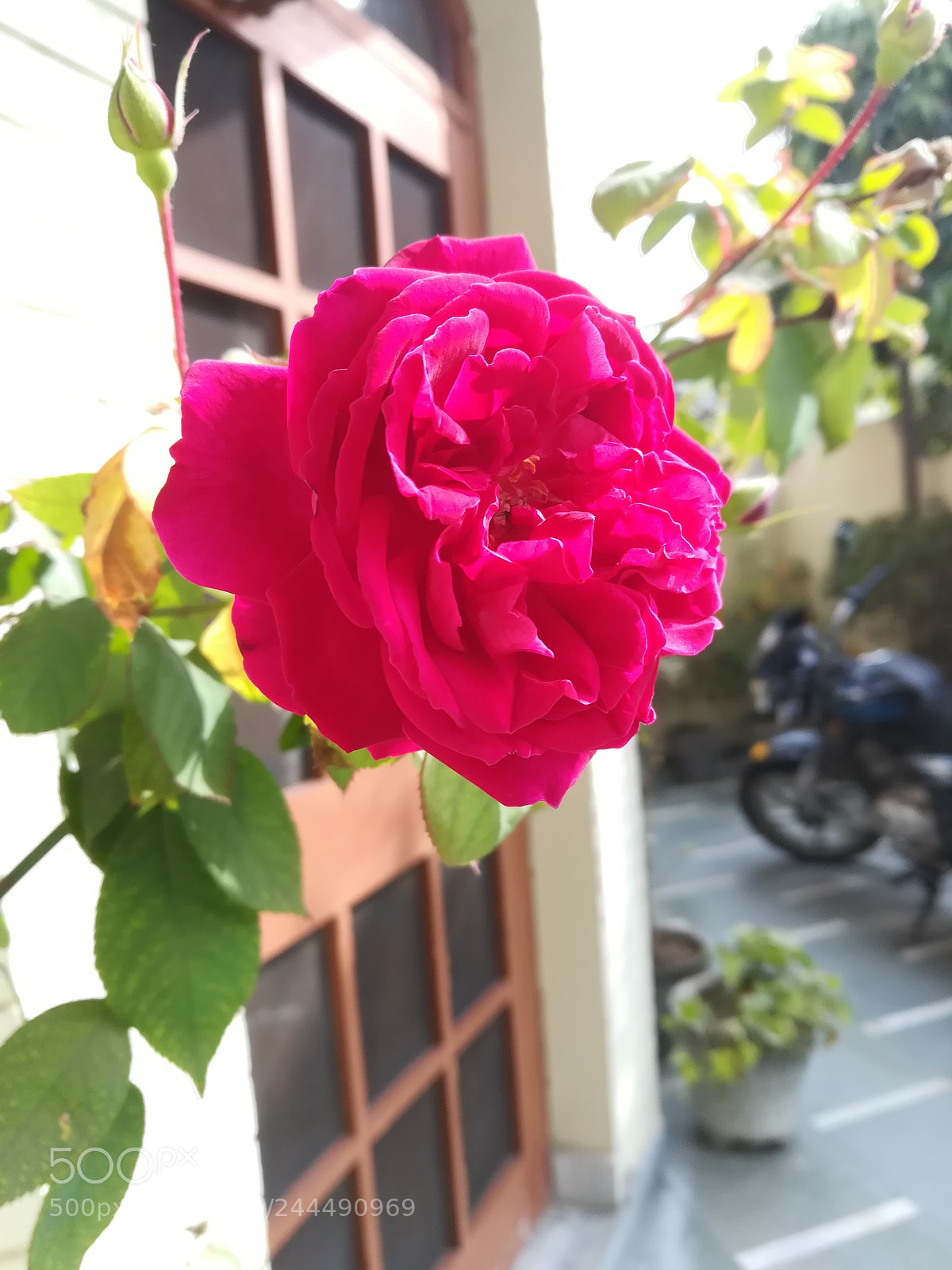 HUAWEI honor 6x sample photo. Red rose photography