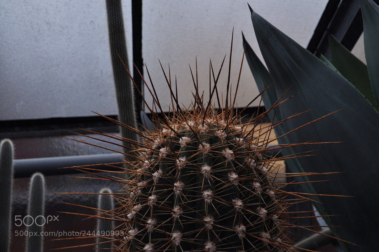 Nikon D5000 sample photo. Aua, tut weh photography