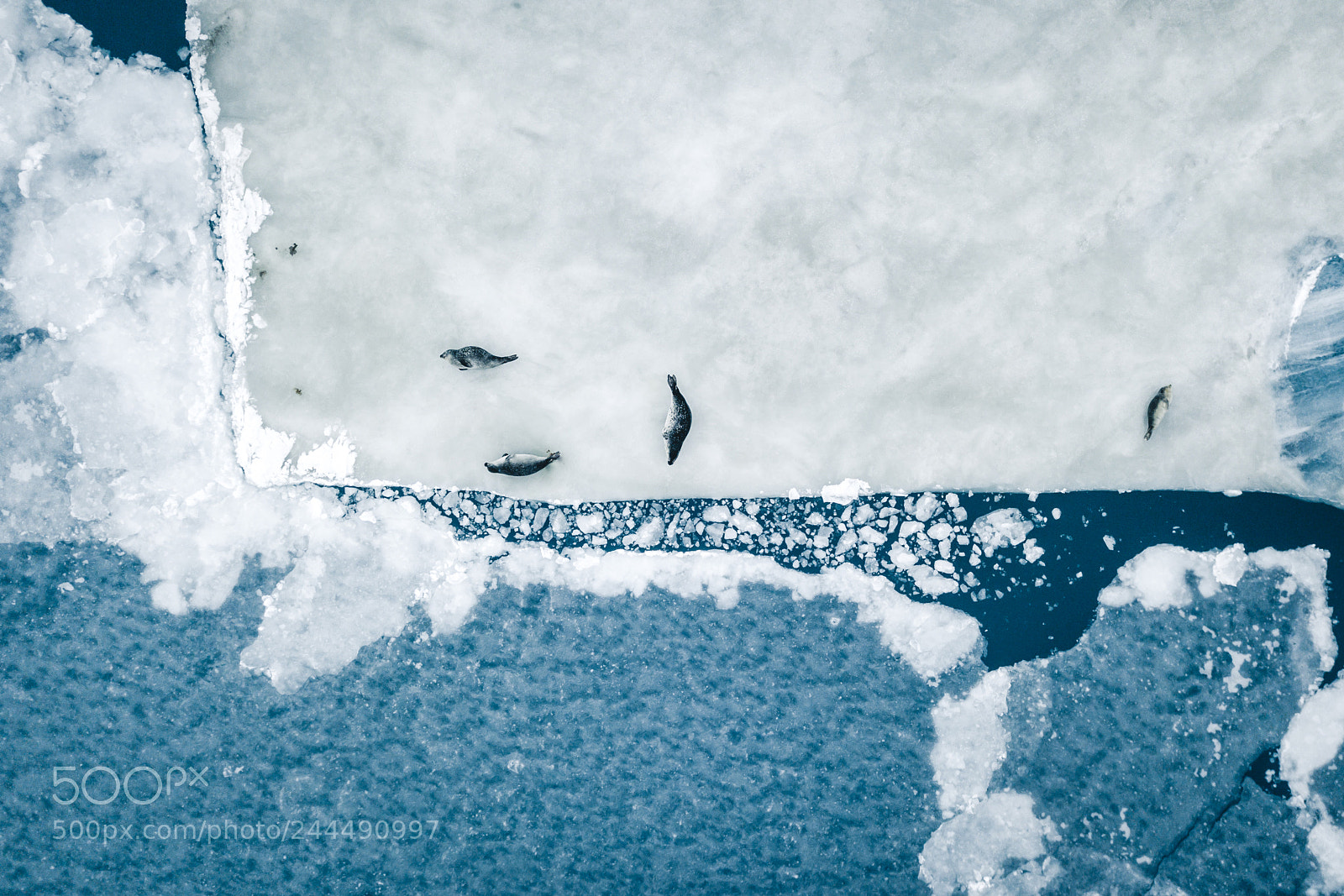 DJI FC220 sample photo. Seals photography