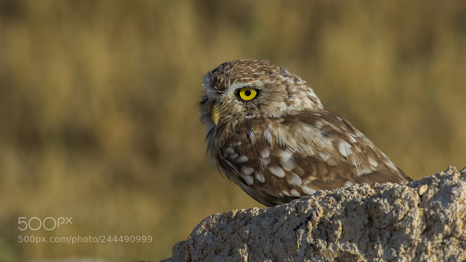 Canon EOS 7D Mark II sample photo. Little owl   photography