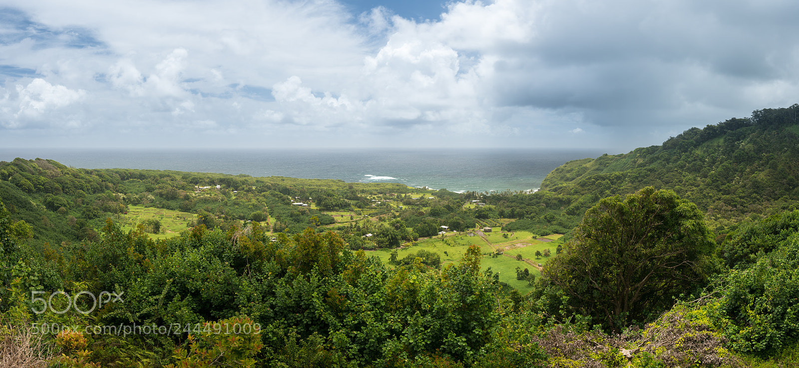 Sony a7R II sample photo. Panoramic view of taro photography