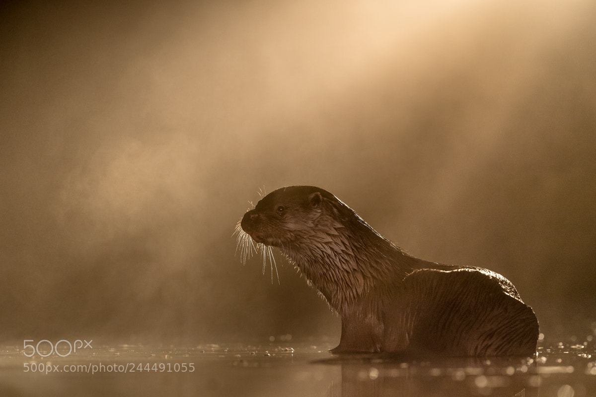 Nikon D5 sample photo. Otter in the night photography