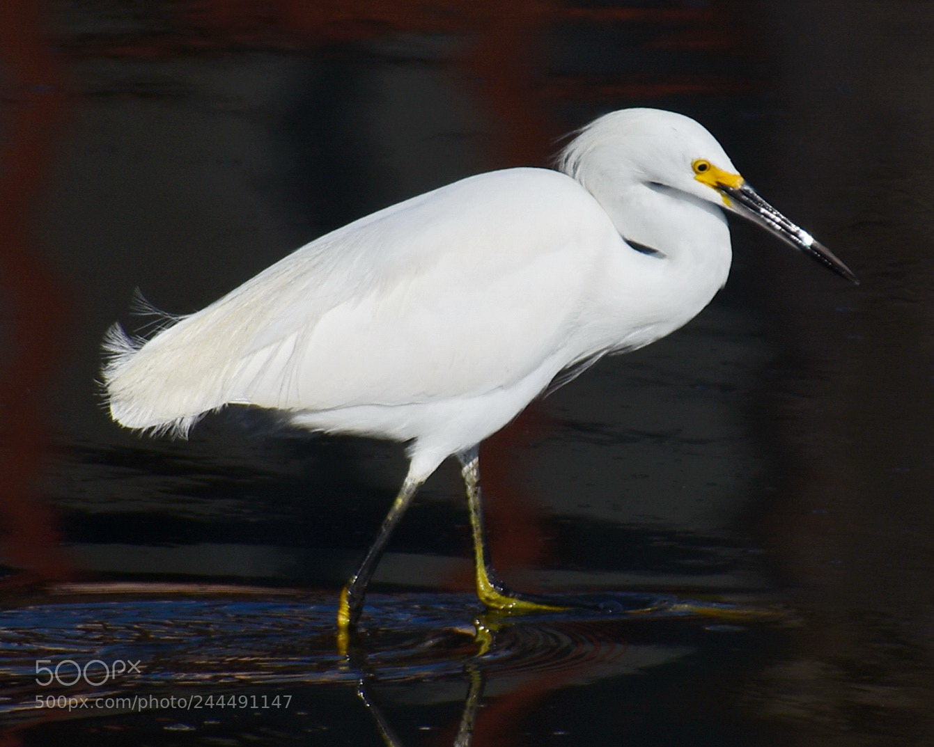 Nikon D7200 sample photo. White egret walking in photography
