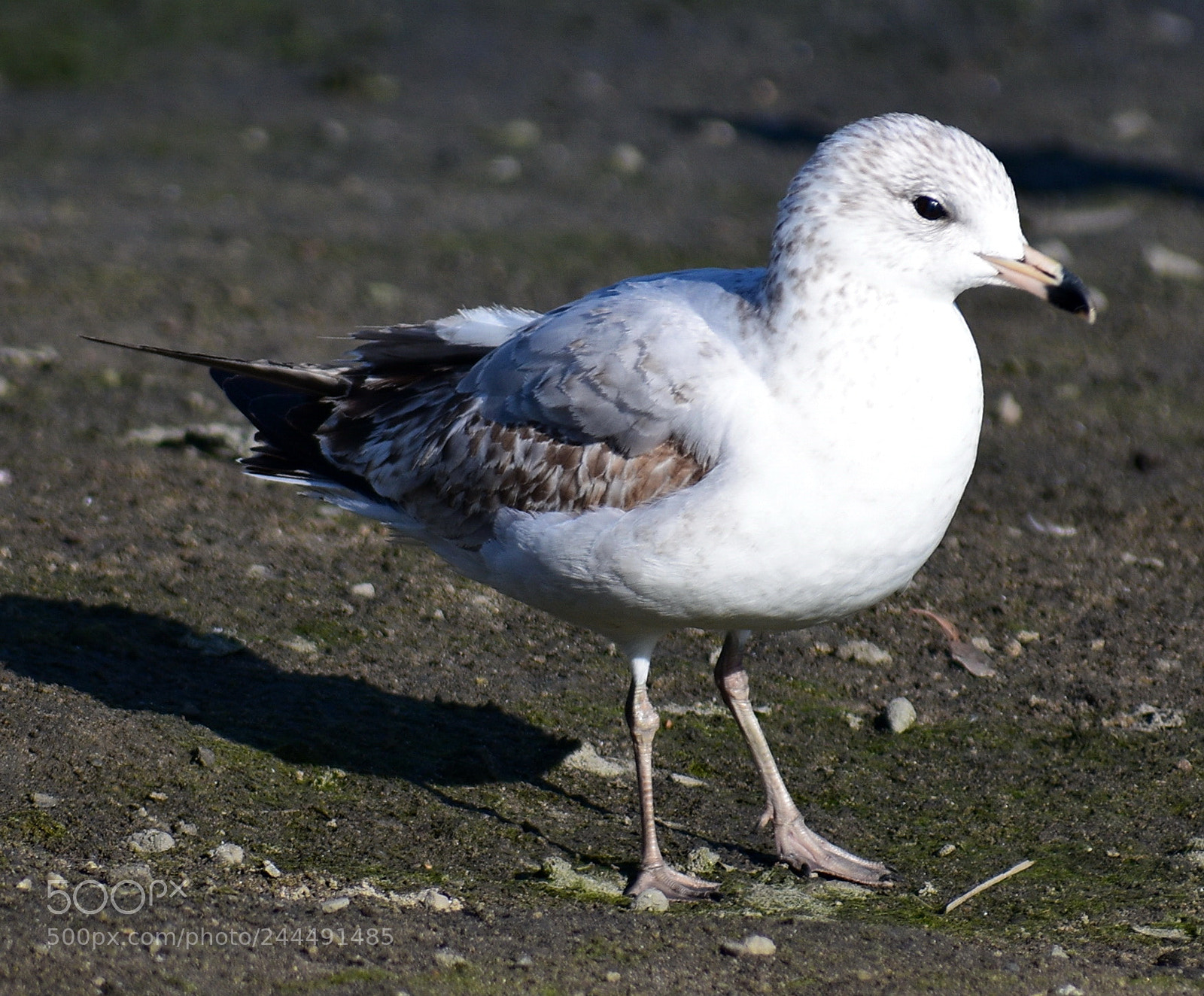 Nikon D7200 sample photo. Baby seagull walking on photography
