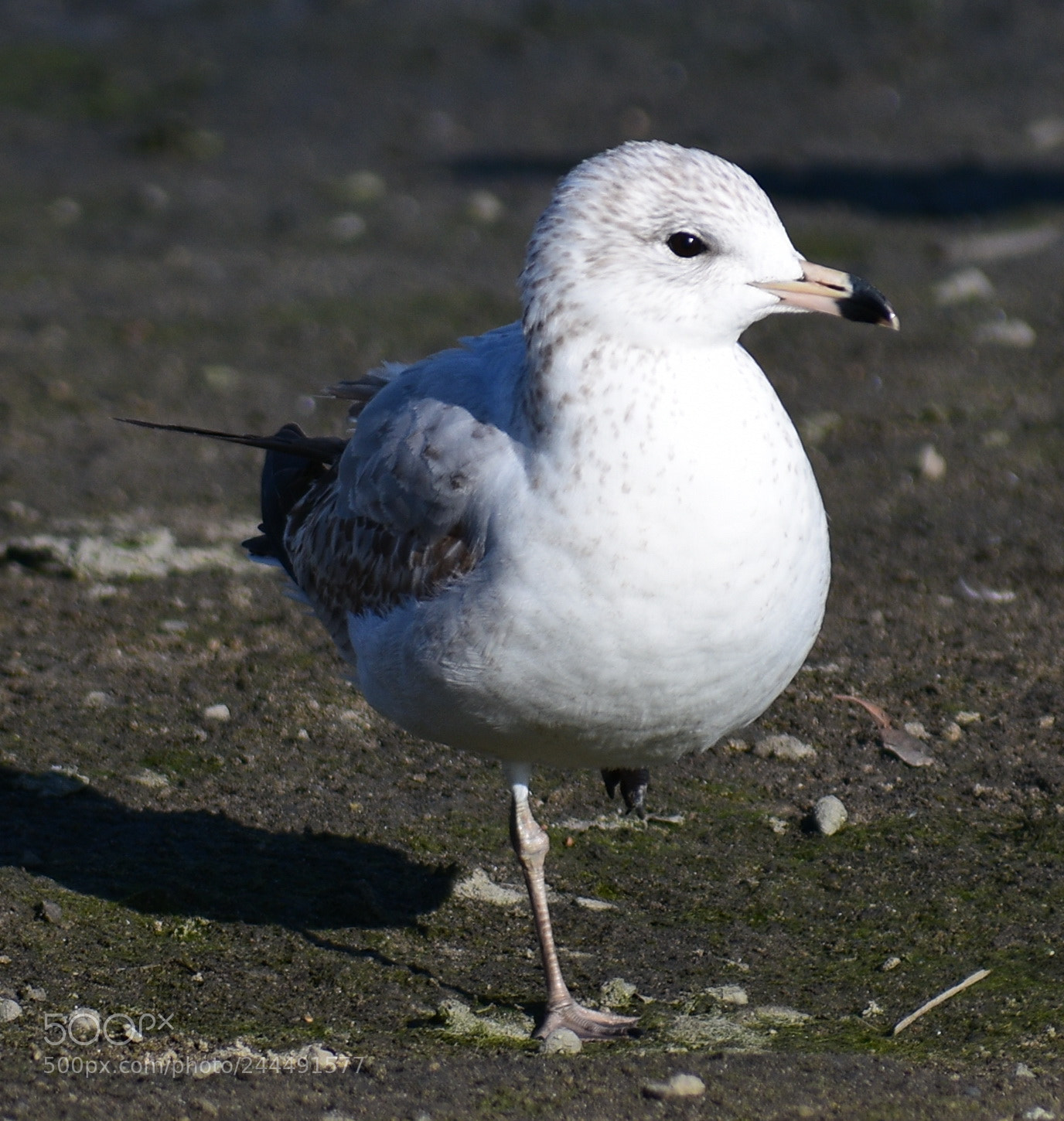 Nikon D7200 sample photo. Baby seagull looking you photography