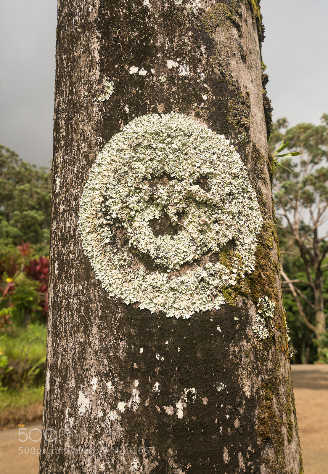 Sony a7R II sample photo. Lichens and moss on photography