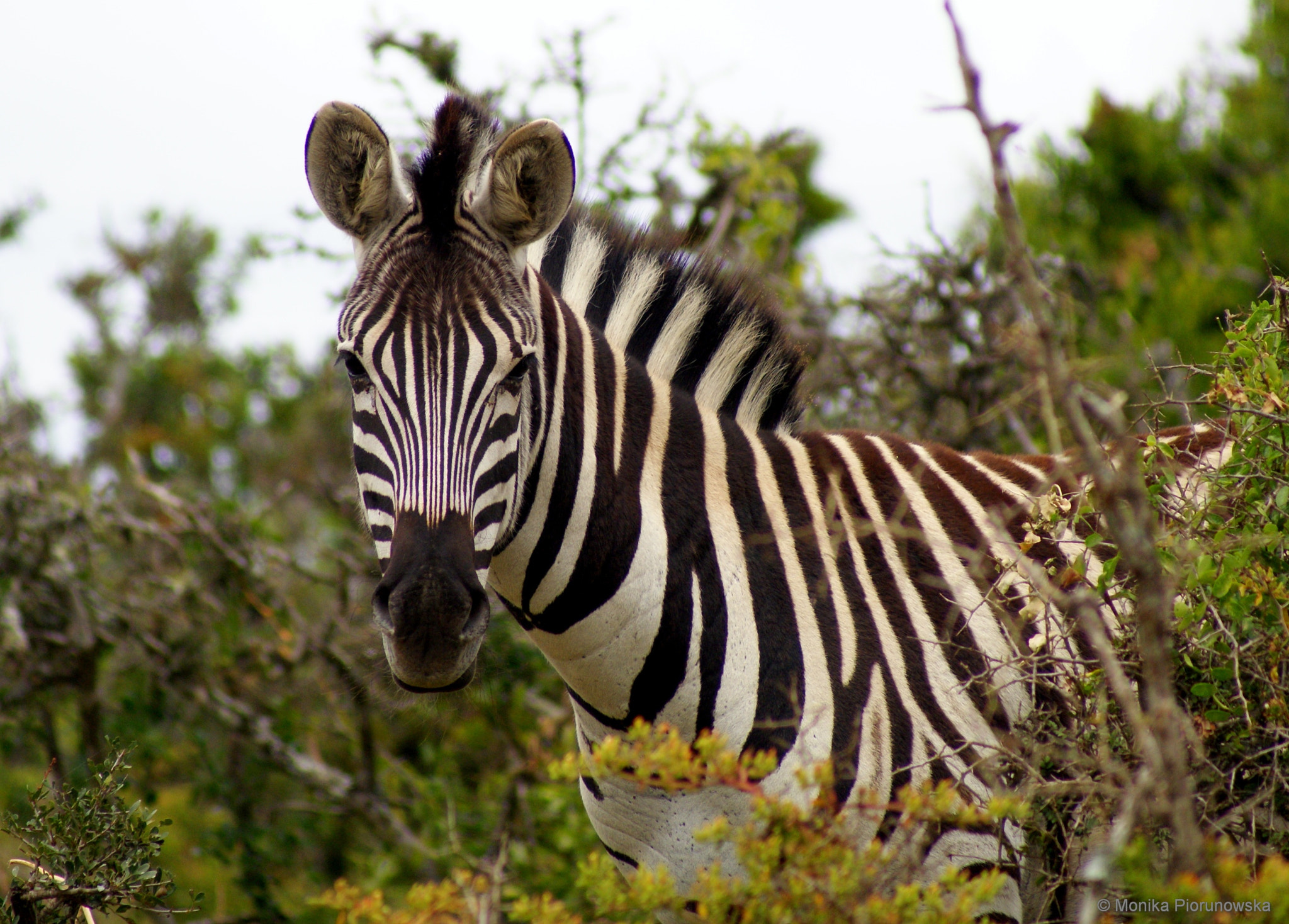 Sony Alpha DSLR-A300 + Sony 75-300mm F4.5-5.6 sample photo. Zebra day photography