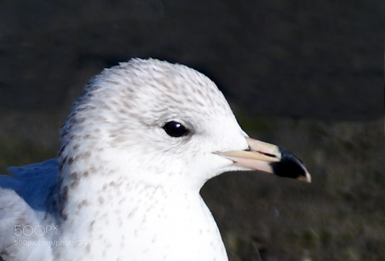 Nikon D7200 sample photo. Baby seagull portrait photography