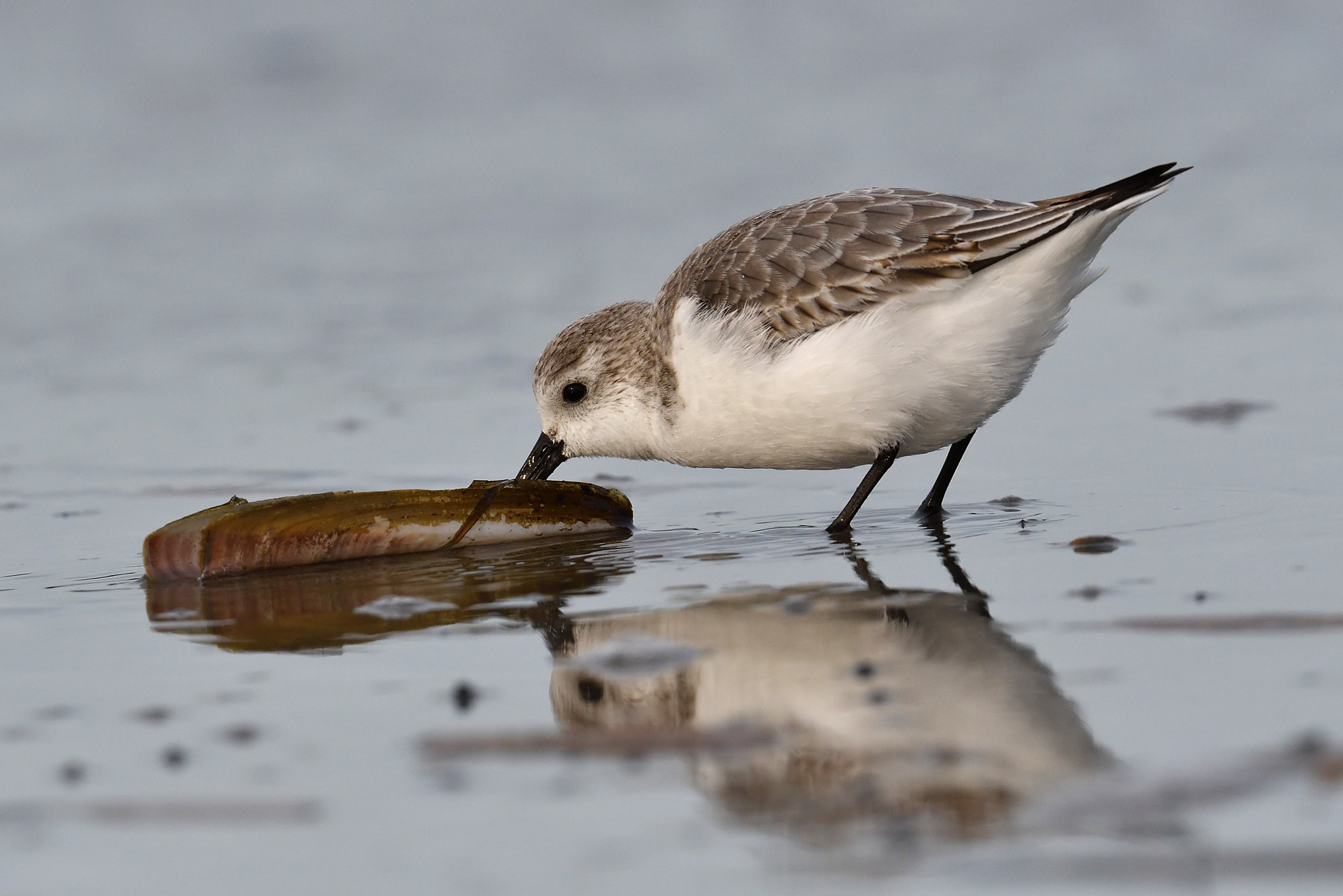 Nikon D500 + Nikon AF-S Nikkor 500mm F4E FL ED VR sample photo. Sanderling photography