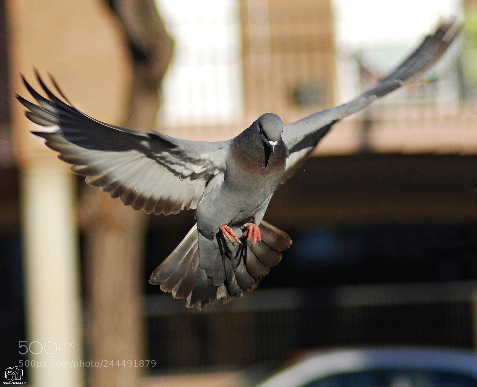 Nikon D60 sample photo. Untitled photography