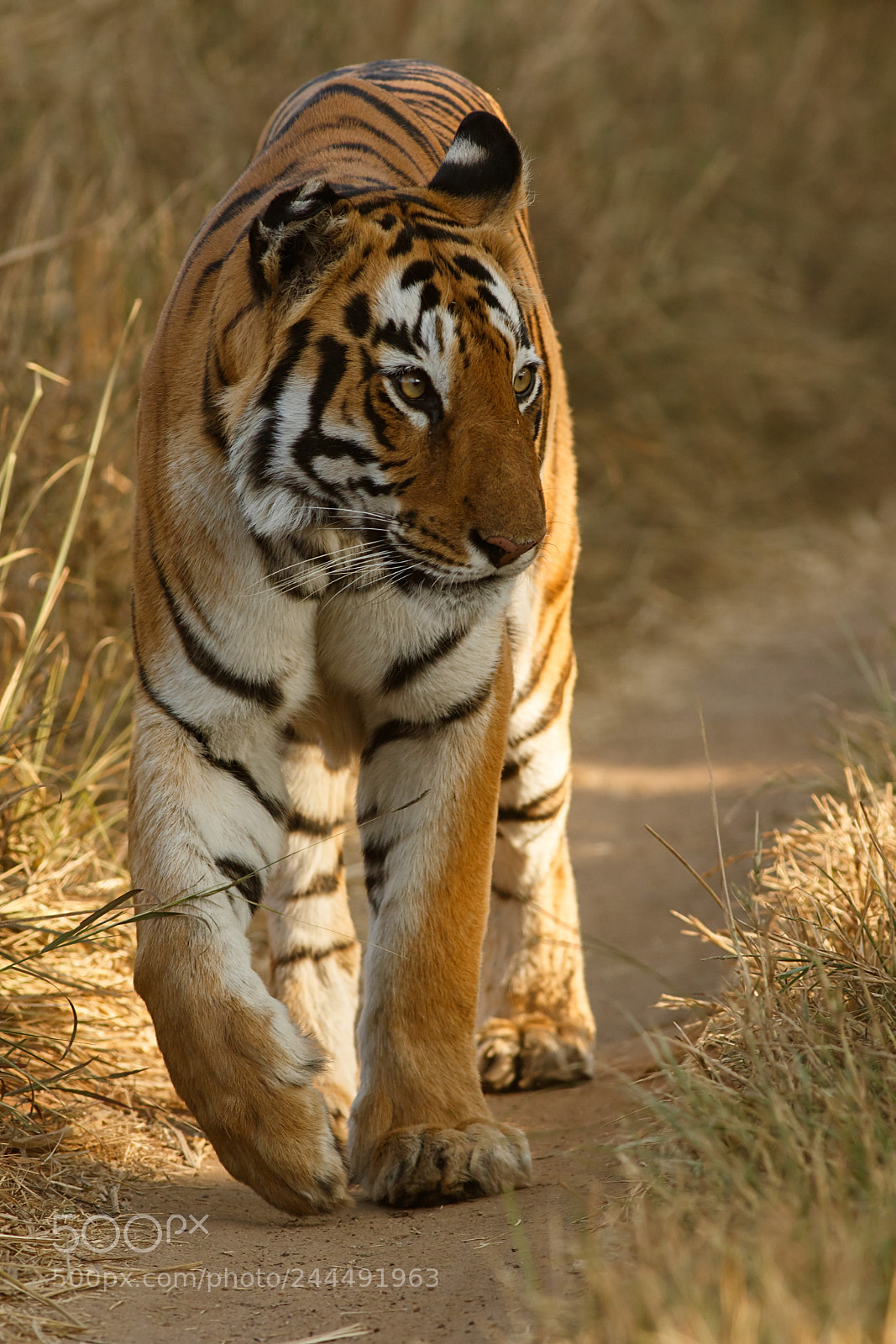 Canon EOS 7D Mark II sample photo. Tiger photography