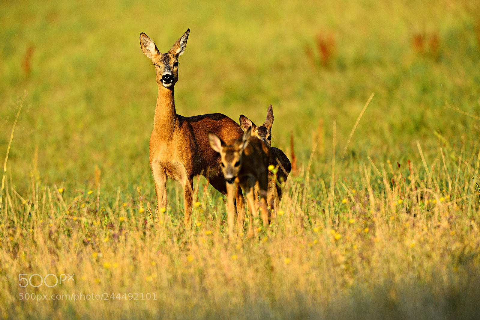 Nikon D800 sample photo. Click........roe deer photography
